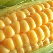 北海道産とうもろこしのスープ 2袋セット